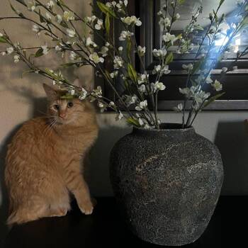 Domestic Medium Hair Cats Available for Adoption in Brea, California - Chai Latte | PetCurious