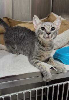 TUMBLEWEED -  Domestic Short Hair Cat for Adoption in Baytown, Texas - TUMBLEWEED | PetCurious