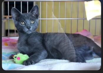 Stardust -  Domestic Short Hair Cat for Adoption in Blountville, Tennessee - Stardust | PetCurious