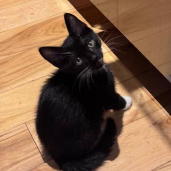 Benny -  Domestic Short Hair Cat Available for Adoption in Jupiter, Florida - Benny | PetCurious