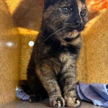 Domestic Short Hair Cats Available for Adoption - Patty | PetCurious