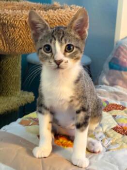 Bruh (bonded with Sis) -  Domestic Short Hair Cat for Adoption in Antioch, California - Bruh (bonded With Sis) | PetCurious