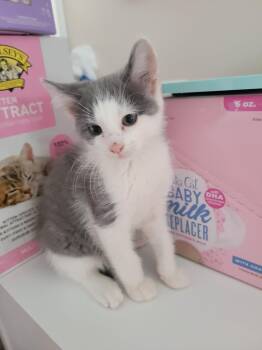 ZACHARIAH -  Domestic Short Hair Cat for Adoption in Holbrook, New York - ZACHARIAH | PetCurious