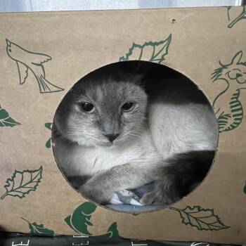 Arya/BUTTERCUP -  Siamese Cat for Adoption in St. Louis, Missouri - Arya/BUTTERCUP | PetCurious