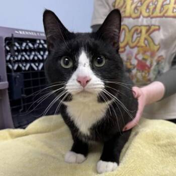 Domestic Short Hair Cats Available for Adoption in Gwinn, Michigan - Mr. Whiskers | PetCurious