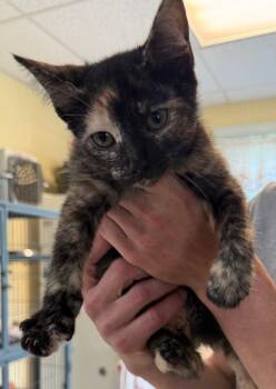 Bon Bon -  Domestic Short Hair Cat for Adoption in Staley, North Carolina - Bon Bon | PetCurious