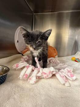 DUMPLING -  Domestic Short Hair Cat for Adoption in Fremont, California - DUMPLING | PetCurious