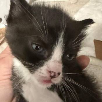 Domestic Short Hair Cats Available for Adoption in Newark, New Jersey - Acorn | PetCurious