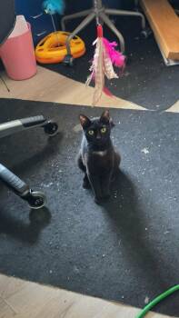 Mama Brittany -  Domestic Short Hair Cat for Adoption in Burnaby, British Columbia - Mama Brittany | PetCurious