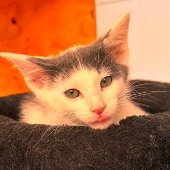 Sea Urchin -  Domestic Short Hair Cat for Adoption in Pontiac, Illinois - Sea Urchin | PetCurious