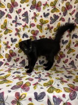 Pamela -  Domestic Medium Hair Cat for Adoption in Newberg, Oregon - Pamela | PetCurious