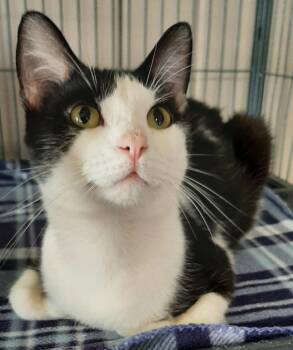 Aladdin -  American Shorthair Cat for Adoption in Georgetown, Ohio - Aladdin | PetCurious