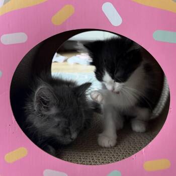 ZINC -  Domestic Short Hair Cat for Adoption in Richmond, California - ZINC | PetCurious