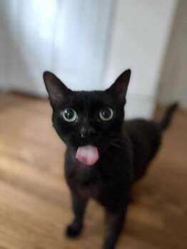 Trooper -  Oriental Short Hair Cat for Adoption in Philadelphia, Pennsylvania - Trooper | PetCurious
