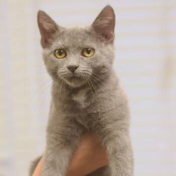 Nike -  Domestic Short Hair Cat for Adoption in Belleville, Illinois - Nike | PetCurious