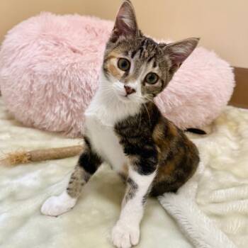Melody -  Domestic Short Hair Cat for Adoption in Agoura Hills, California - Melody | PetCurious