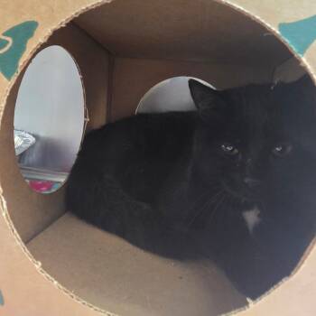 Rescue Domestic Medium Hair Cats for Adoption in Belfair, Washington - Friday | PetCurious