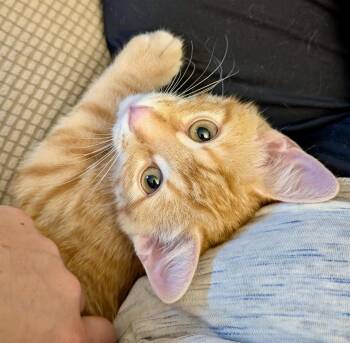 Alexi -  Tabby and Domestic Short Hair Cat for Adoption in Vaughan, Ontario - Alexi | PetCurious