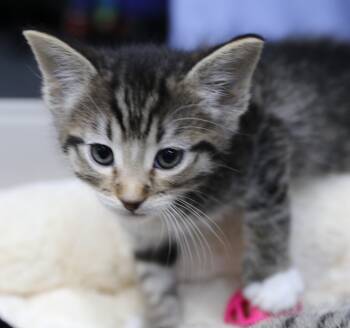 Tabby Cats Available for Adoption in Cut Bank, Montana - Luke | PetCurious