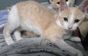 Domestic Short Hair Cats Available for Adoption - Sparky | PetCurious