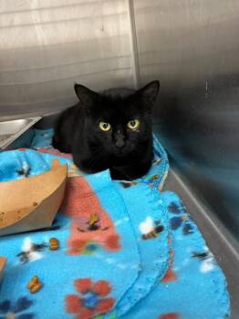 Rescue Domestic Short Hair Cats for Adoption in Hartsville, South Carolina - Morticia | PetCurious