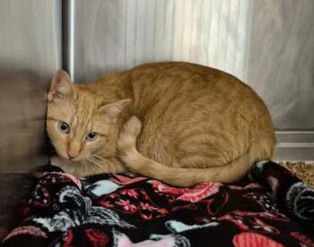 Domestic Short Hair Cats Available for Adoption - PEACH | PetCurious