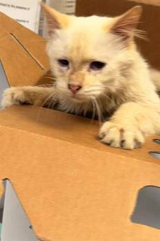 LILLIAN -  Domestic Short Hair Cat for Adoption in Jacksonville, Florida - LILLIAN | PetCurious