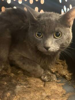 SILVER -  Domestic Short Hair Cat for Adoption in Stockton, California - SILVER | PetCurious
