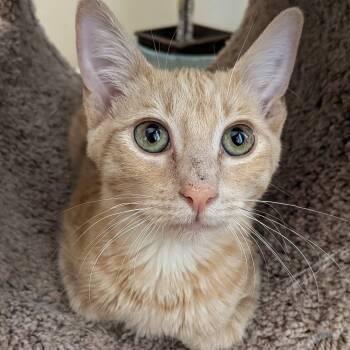 WinCo -  Domestic Short Hair Cat for Adoption in San Tan Valley, Arizona - WinCo | PetCurious
