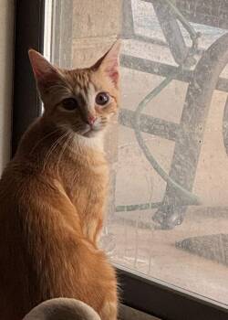Mango -  Domestic Short Hair Cat for Adoption in Noble, Oklahoma - Mango | PetCurious