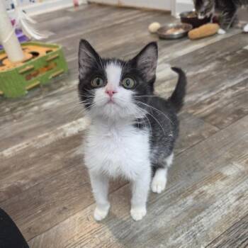 Babbity Rabbity -  Domestic Short Hair Cat for Adoption in Fredericksburg, Virginia - Babbity Rabbity | PetCurious