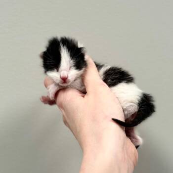 Domestic Short Hair Cats Available for Adoption - BB 2 | PetCurious