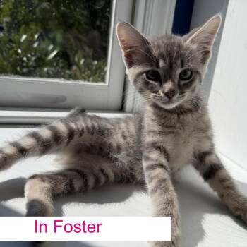 Tinsel -  Domestic Short Hair Cat for Adoption in Chapel Hill, North Carolina - Tinsel | PetCurious