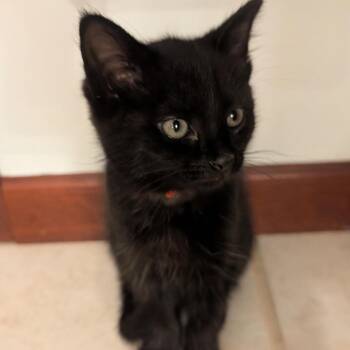 Yuriko Lady Purrstrike Oyama -  Domestic Short Hair Cat for Adoption in Granville, Ohio - Yuriko Lady Purrstrike Oyama | PetCurious