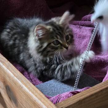 Sonny Jim -  Domestic Long Hair Cat for Adoption in Southern Pines, North Carolina - Sonny Jim | PetCurious