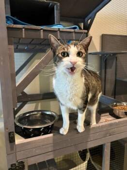 Taco -  Tabby Cat for Adoption in Eagle, Colorado - Taco | PetCurious