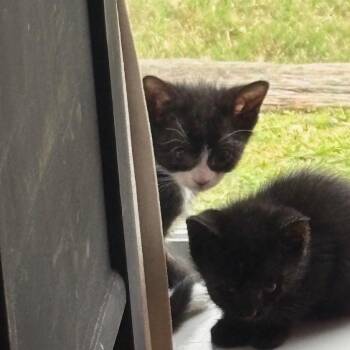 Nettie Mae -  Domestic Short Hair Cat Available for Adoption - Nettie Mae | PetCurious