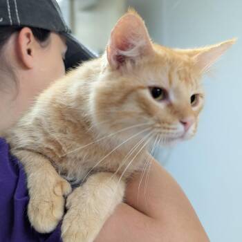 Butterball -  Domestic Short Hair Cat for Adoption in Canton, Illinois - Butterball | PetCurious