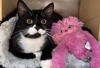 Lady Bug -  Domestic Short Hair Cat for Adoption in Trenton, New Jersey - Lady Bug | PetCurious
