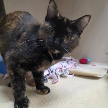 Timber -  Domestic Short Hair Cat Available for Adoption in Great Falls, Montana - Timber | PetCurious