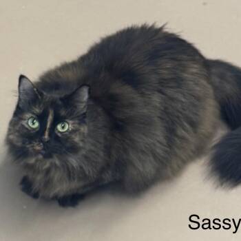 Rescue Domestic Long Hair Cats for Adoption in Ulster, Pennsylvania - Sassy | PetCurious