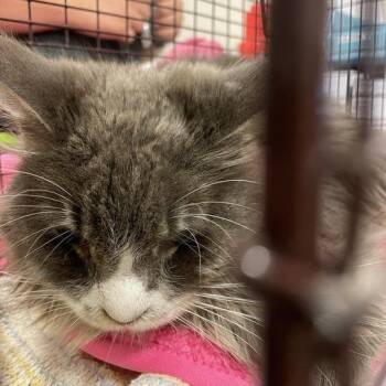 Prince -  Domestic Medium Hair Cat for Adoption in Chicago, Illinois - Prince | PetCurious