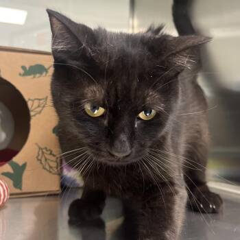 Reinhardt -  Domestic Short Hair Cat for Adoption in Reno, Nevada - Reinhardt | PetCurious