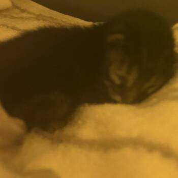 Itan -  Domestic Short Hair Cat for Adoption in Yuma, Arizona - Itan | PetCurious