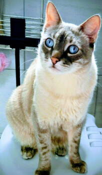 Rescue Siamese and Domestic Short Hair Cats for Adoption in Fort Myers, Florida - Arthur | PetCurious