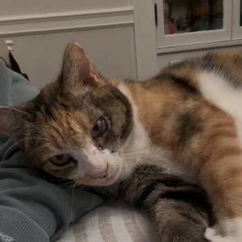 Rhubarb -  Domestic Short Hair Cat Available for Adoption in Braintree, Massachusetts - Rhubarb | PetCurious