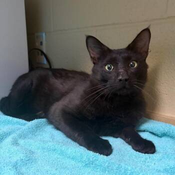 Tracker -  Domestic Short Hair Cat for Adoption in Cheyenne, Wyoming - Tracker | PetCurious