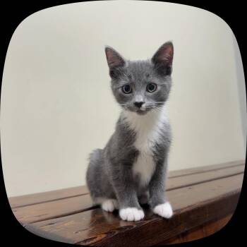 Plum -  Domestic Medium Hair Cat for Adoption in Boone, North Carolina - Plum | PetCurious
