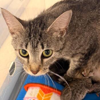 Operetta -  Domestic Short Hair Cat for Adoption in Evansville, Indiana - Operetta | PetCurious