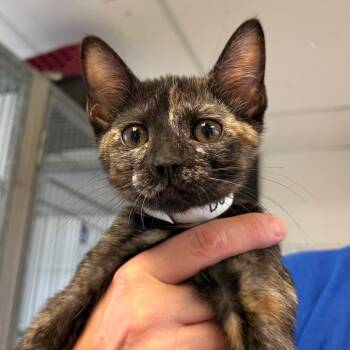 Dot -  Domestic Short Hair Cat Available for Adoption in Goleta, California - Dot | PetCurious